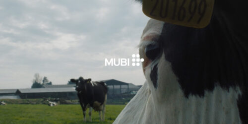 Cow, clip dal film di Andrea Arnold in uscita su MUBI
