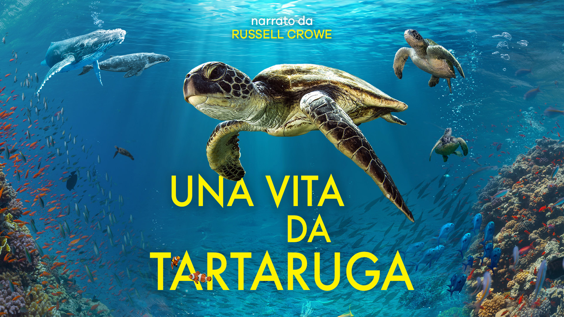 Poster Una Vita da Tartaruga