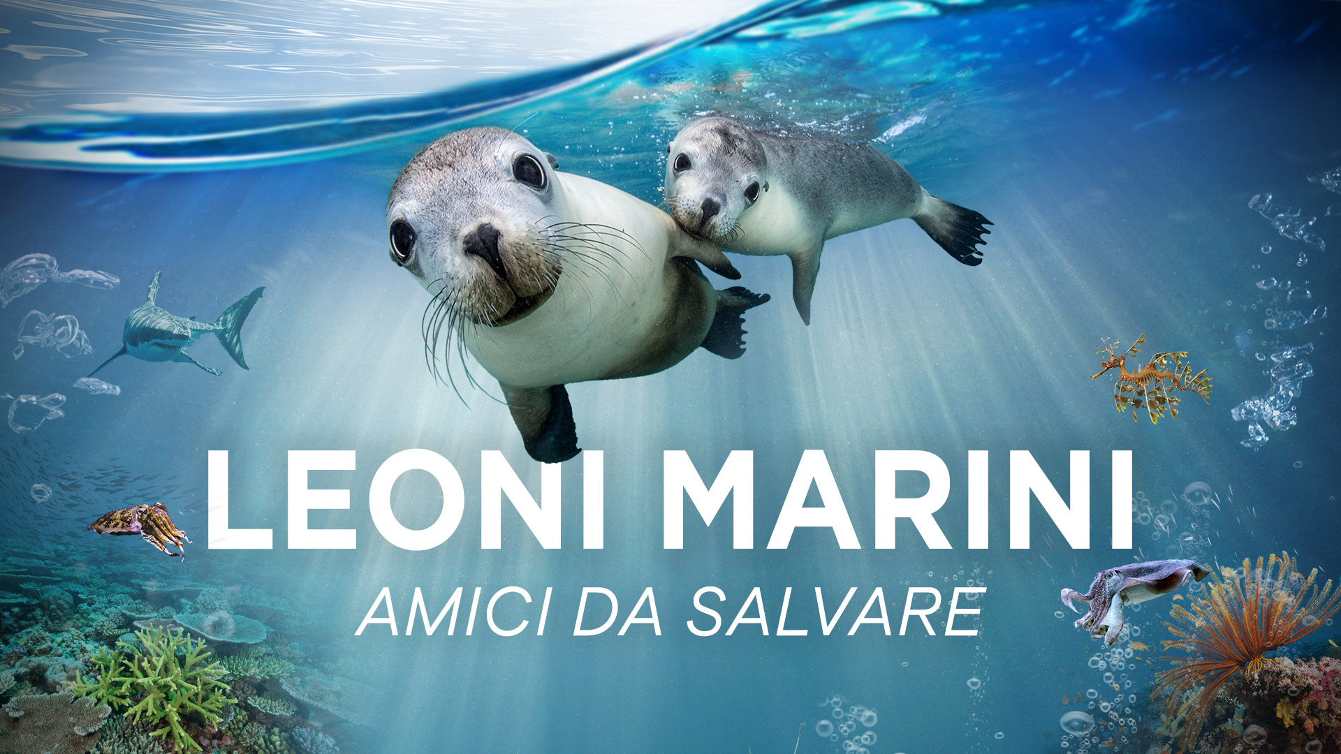 Poster Leoni marini - Amici da salvare