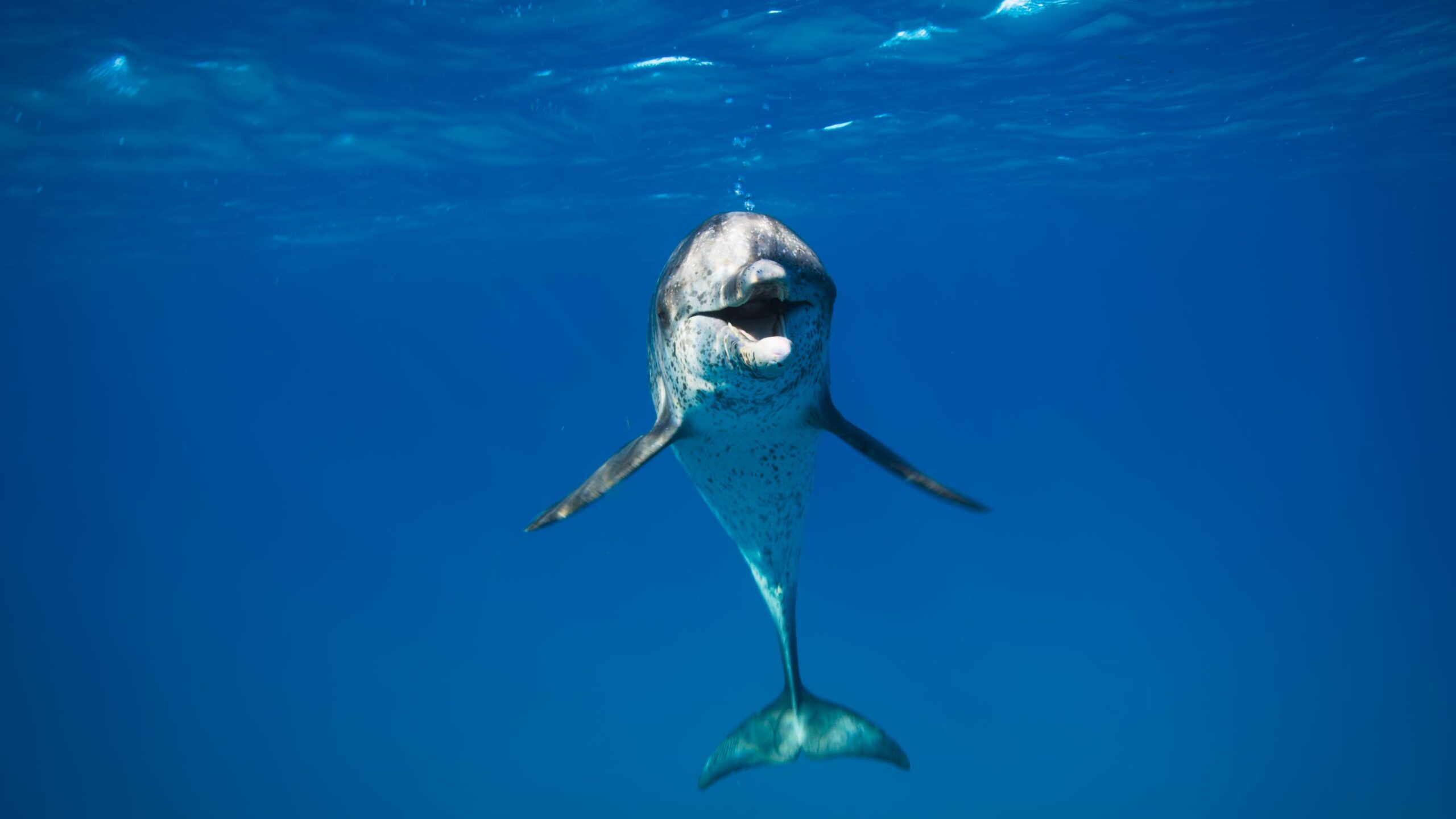 Animal: il meraviglioso regno animale 1x01 [credit: courtesy of Netflix]