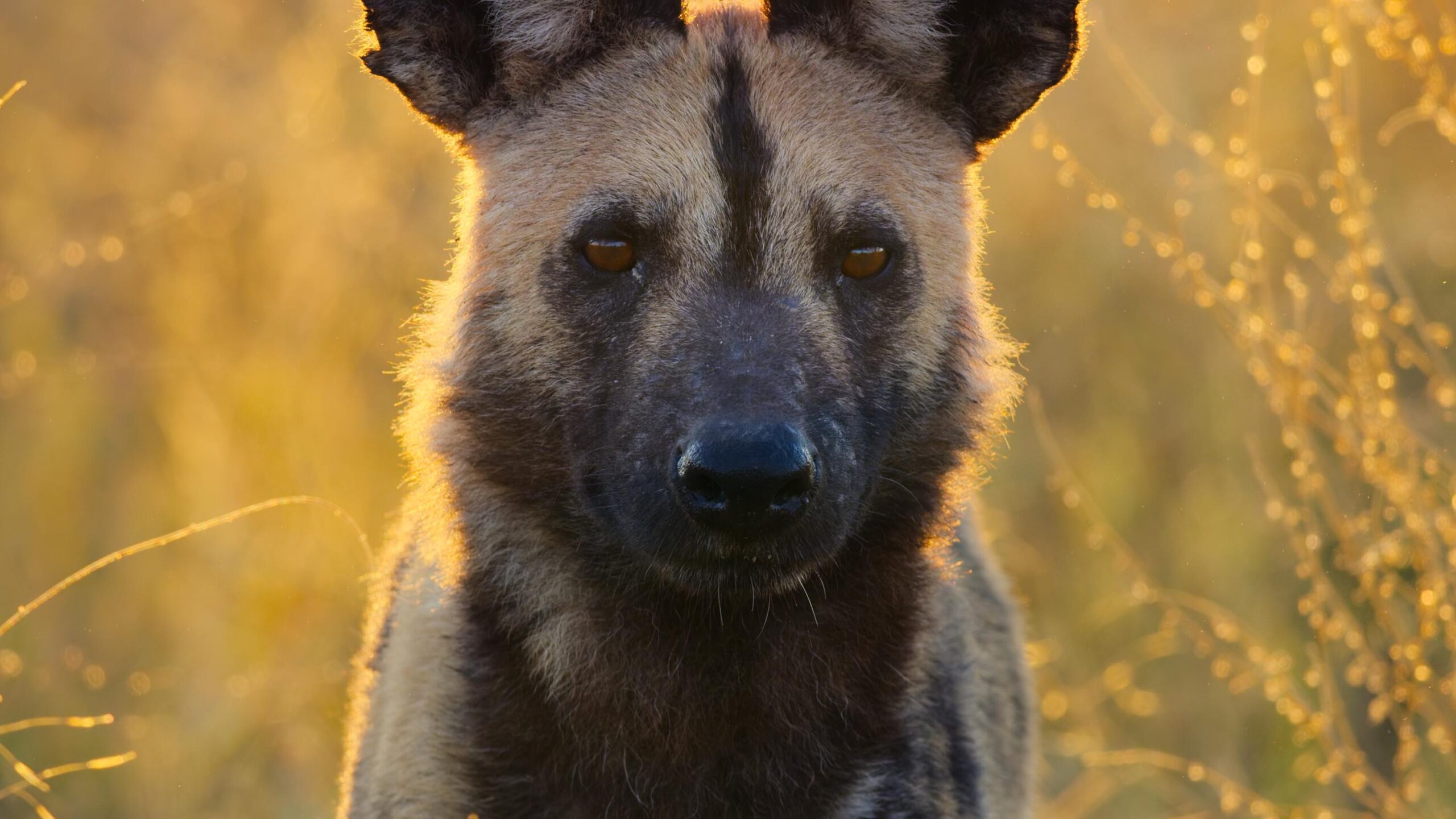 Animal: il meraviglioso regno animale 1x02 [credit: courtesy of Netflix]