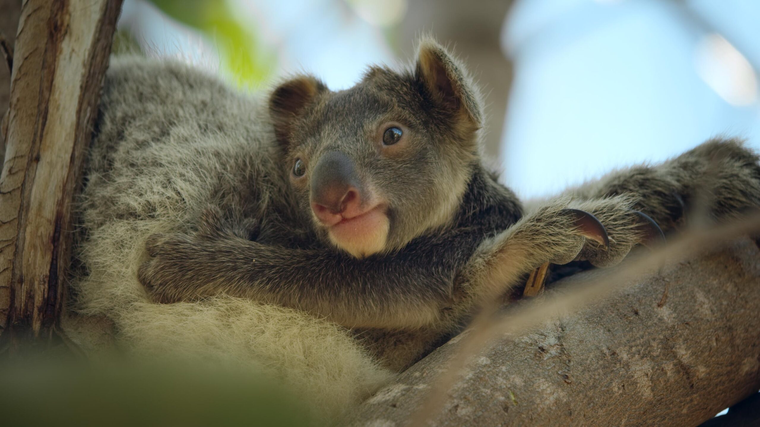 Animal: il meraviglioso regno animale 1x04 [credit: courtesy of Netflix]