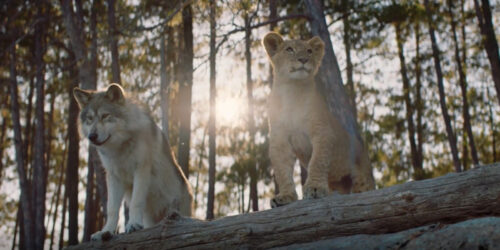 Il lupo e il leone, avventura nel regno animale per tutta la famiglia al cinema dal 20 gennaio
