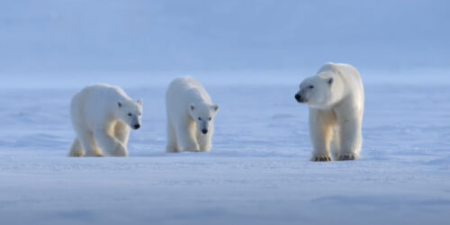 Polar Bear, trailer docufilm Disneynature su Disney+