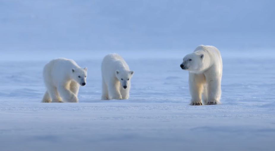 Polar Bear, trailer docufilm Disneynature su Disney Plus