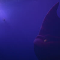 Zaris-Angel Hator (voce) come Maisie Brumble e Karl Urban (voce) come Jacob Holland in ‘The Sea Beast’
