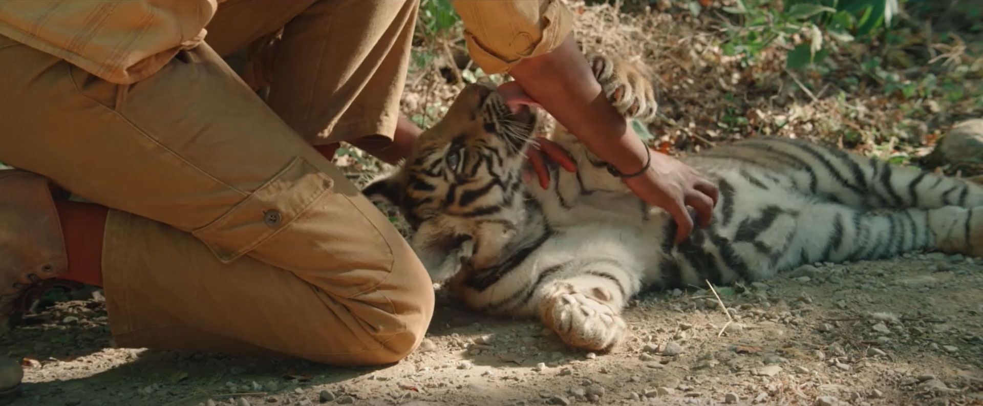 Il ragazzo e la tigre, Clip 2