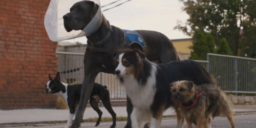 Doggy Style, trailer film di Josh Greenbaum