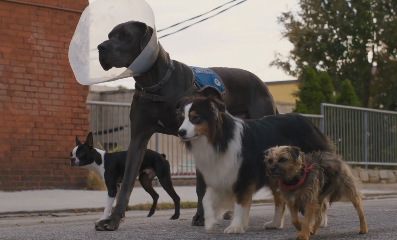 Doggy Style di Josh Greenbaum, scena da trailer
