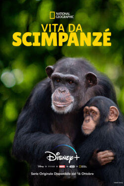 Locandina Vita da scimpanzé
