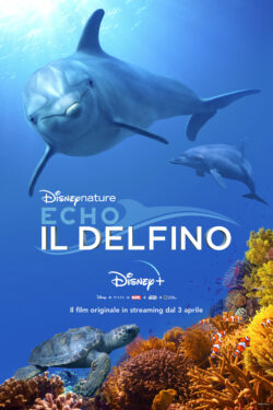 locandina Echo, Il Delfino
