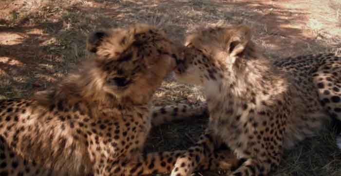 Trailer italiano - African Safari 3D