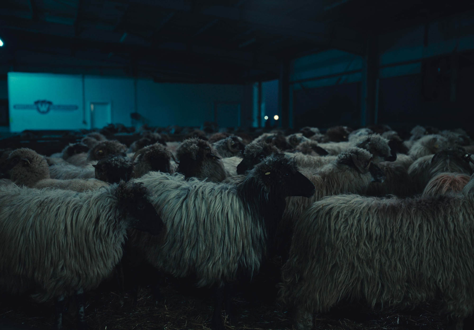Animali Selvatici di Cristian Mungiu [credit: courtesy of Ufficio Stampa film]