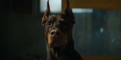 Sono qui per Dogman, clip dal film Dogman di Luc Besson